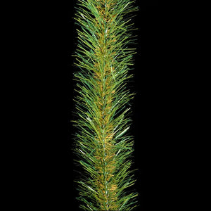 PTB Natural Pine w/Brownstem - Unbranched Garland
